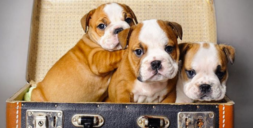 Welcome From The Dogs!